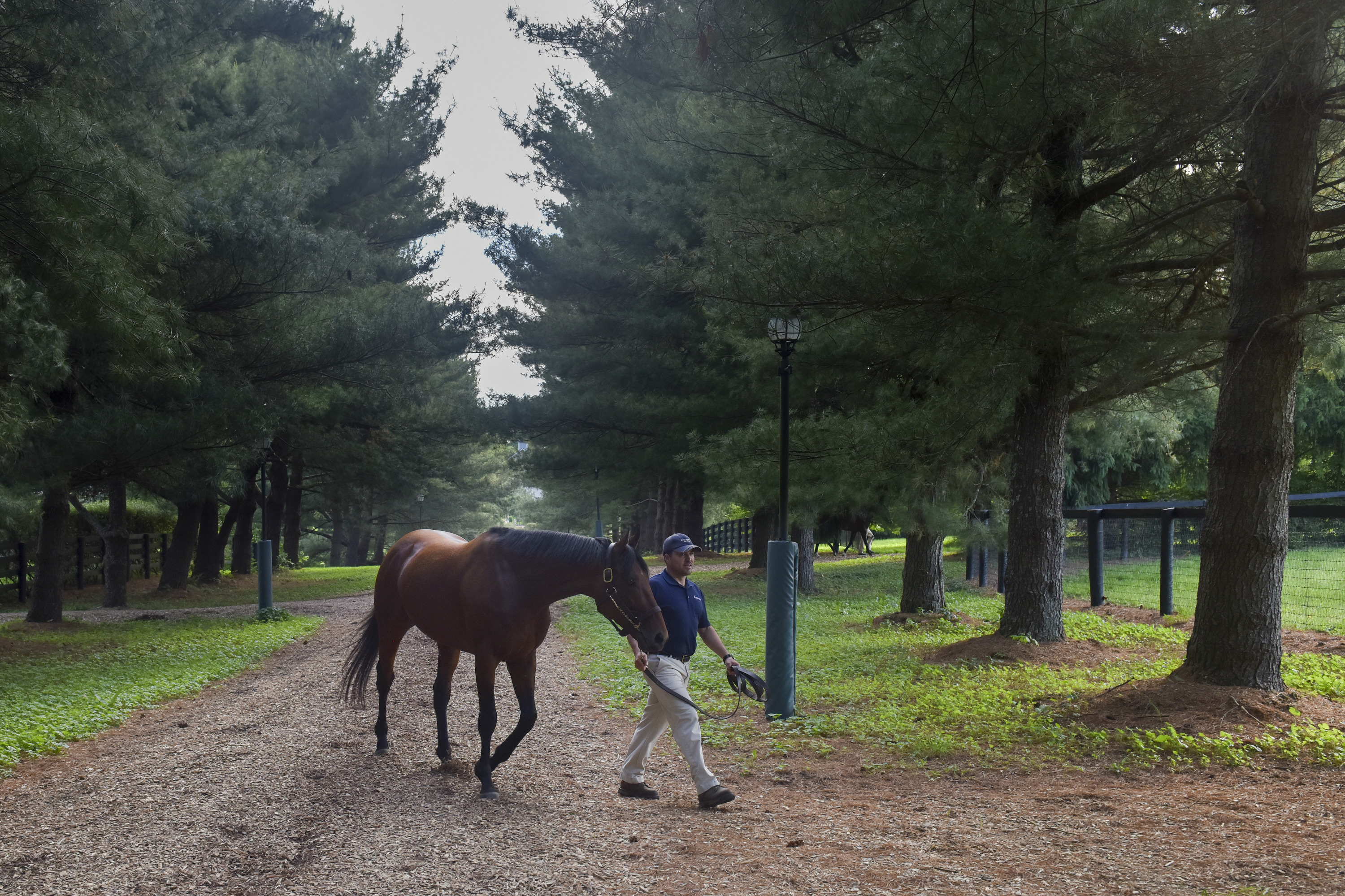 VERSAILLES, KY - MAY 17:The stallion American Pharoah is walked from his stall to his paddock by groom Rodolfo Gomez at Ashford Stud on Wednesday, May 17, 2017, in Versailles, KY.  Since winning the Triple Crown of horse racing, the stallion has been busy raking in big money in the form of stud fees for Ashford Stud farm.(photo by Jahi Chikwendiu/The Washington Post via Getty Images)