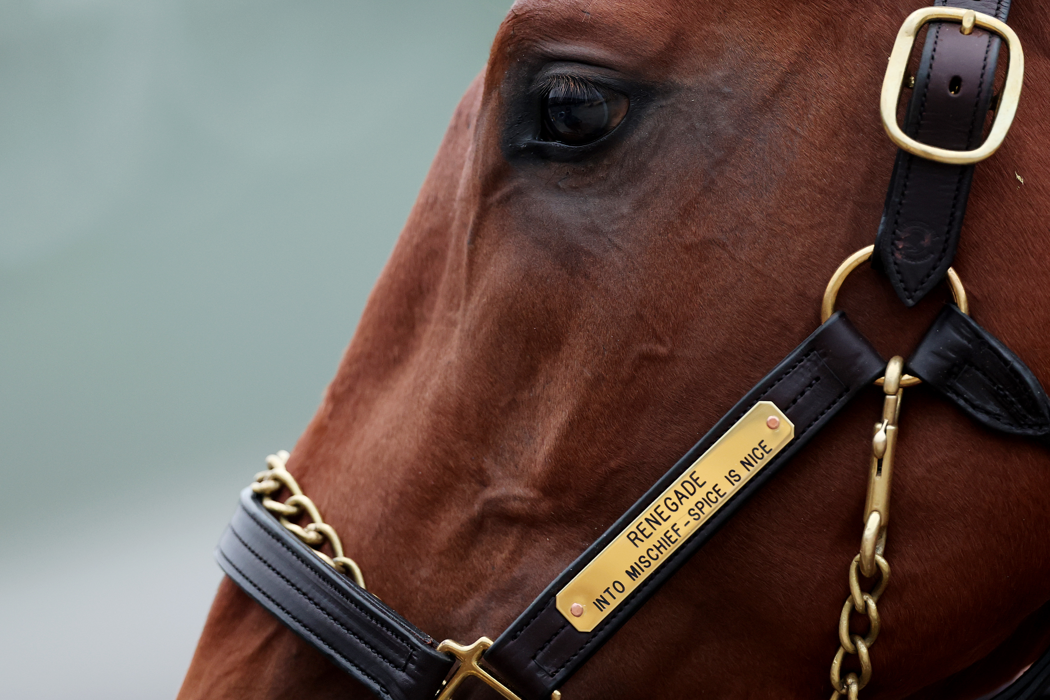 LOUISVILLE, KENTUCKY - APRIL 26: Renegade is washed in the barn area after morning workouts ahead of the running of the 152nd Kentucky Derby at Churchill Downs on April 26, 2026 in Louisville, Kentucky. (Photo by Michael Reaves/Getty Images)