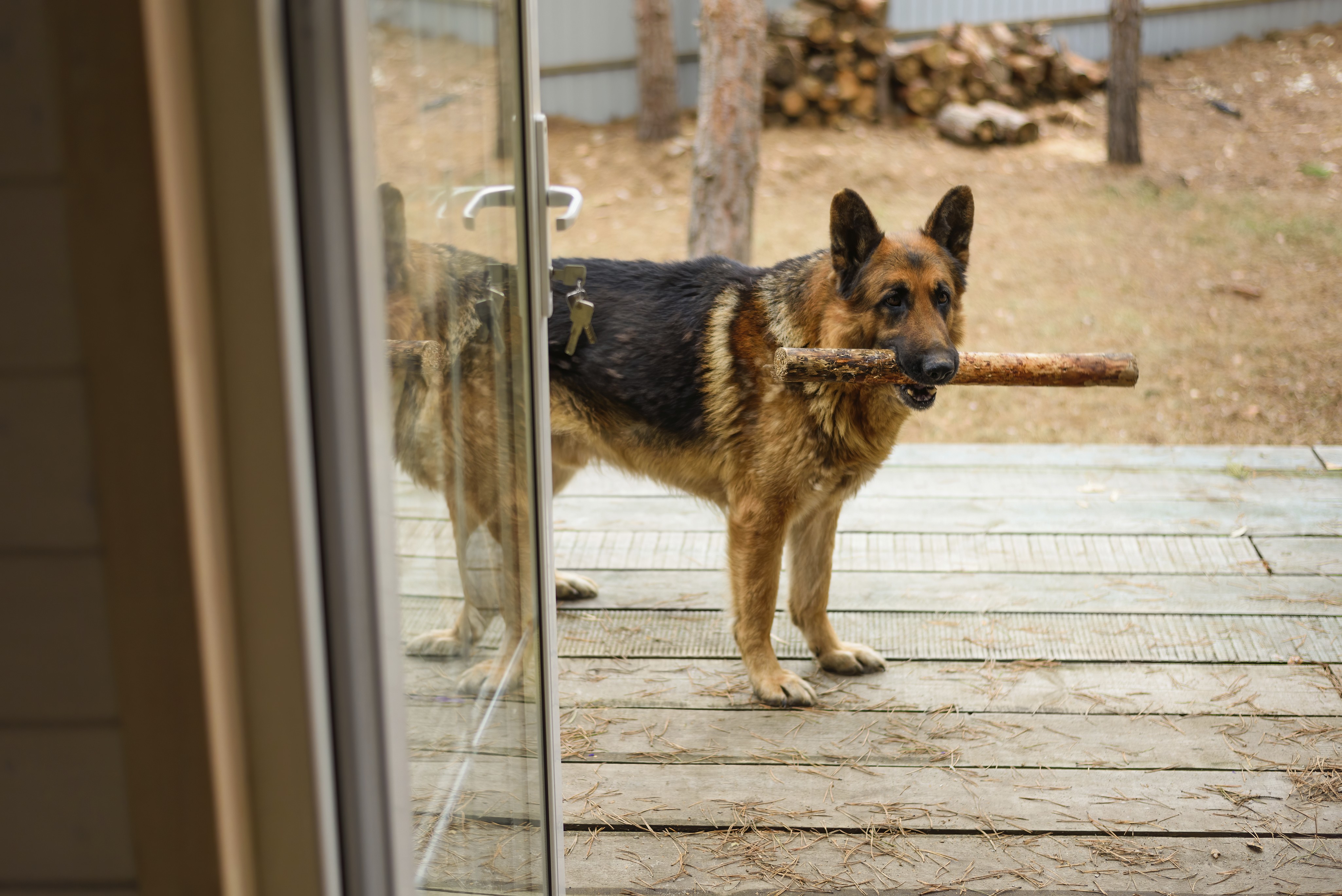 Die 10 besten Hunderassen als Wachhunde im Überblick
