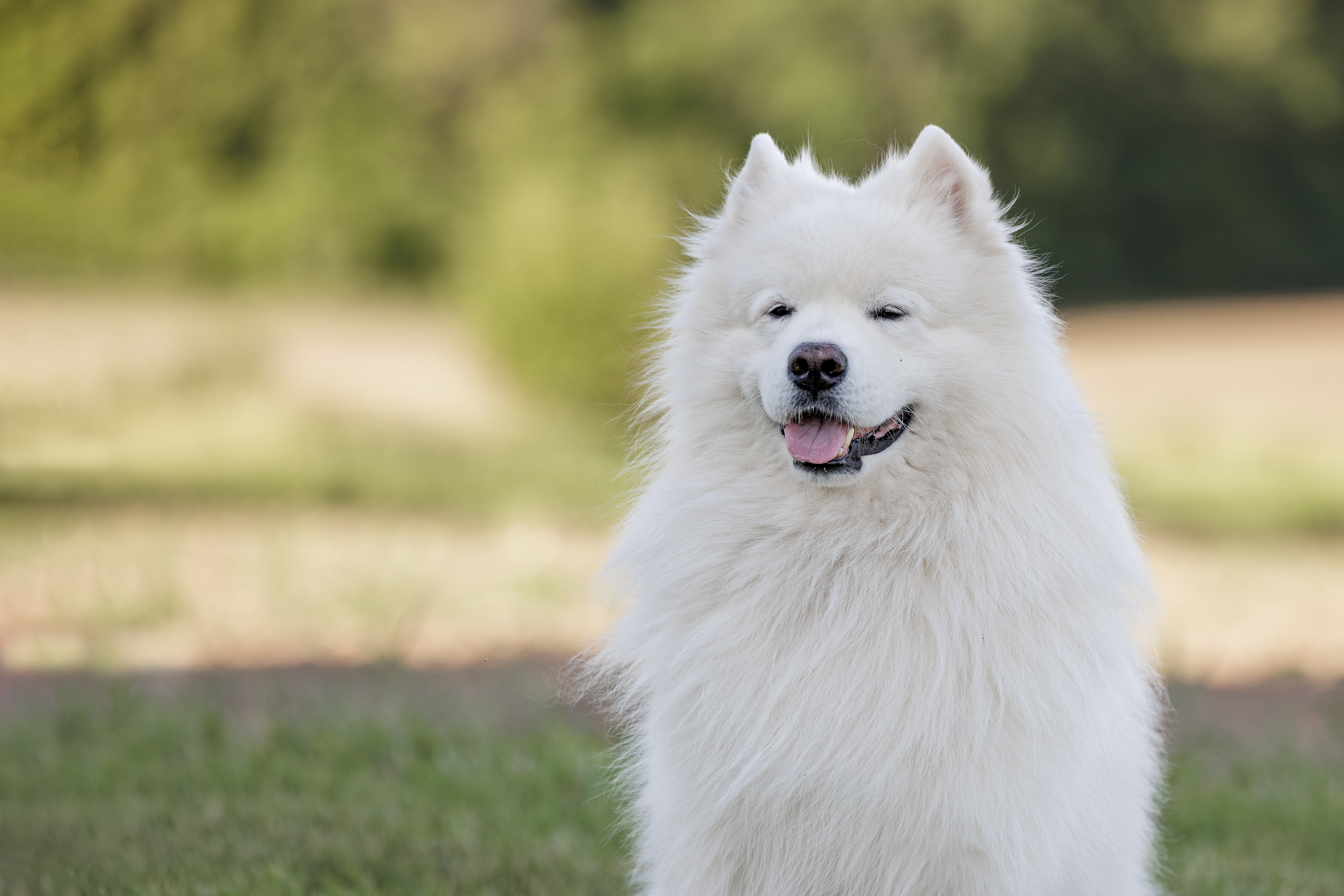 Top 10 dog breeds combining striking looks with affectionate temperaments