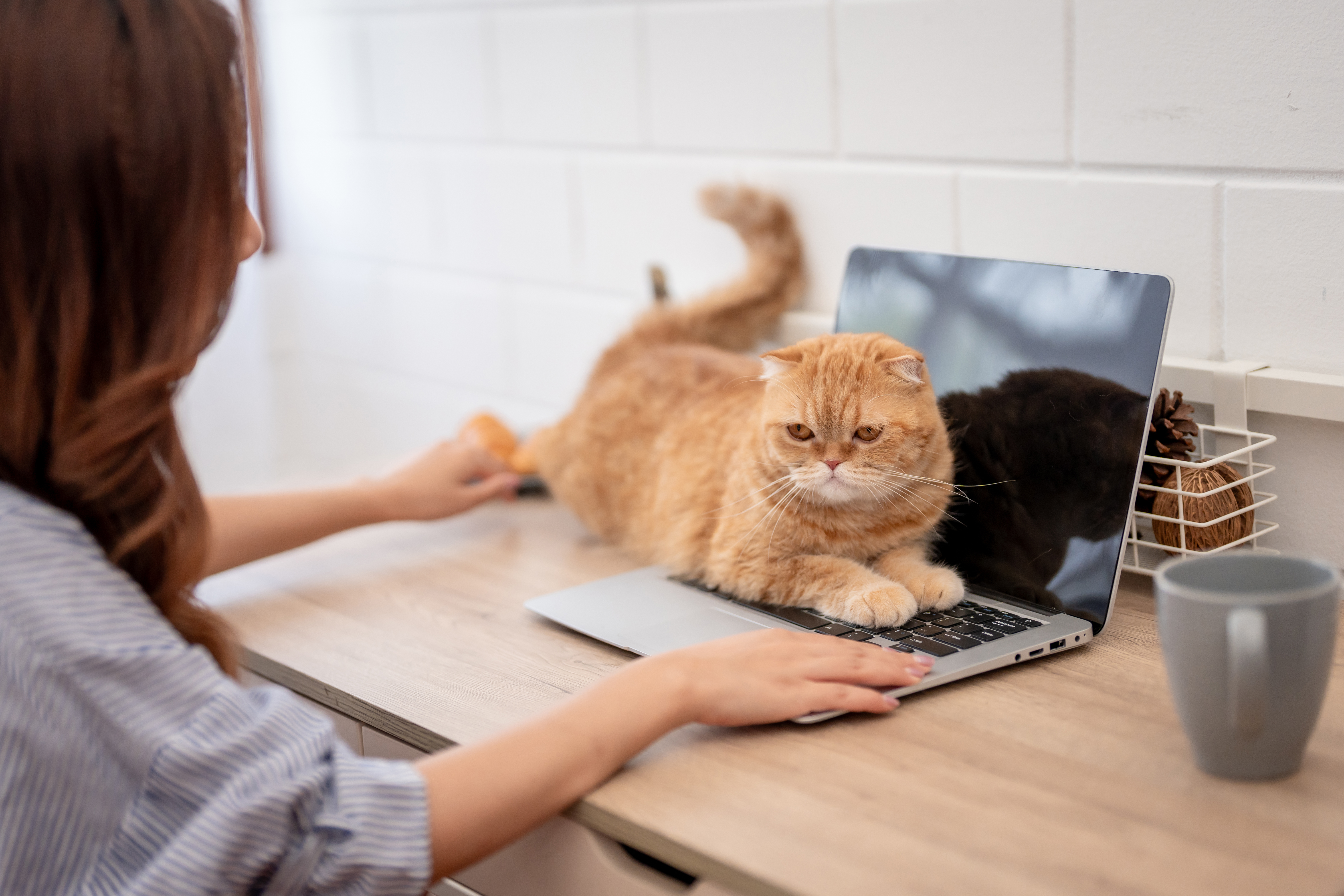 Die 8 besten Katzenrassen für das Homeoffice im Überblick