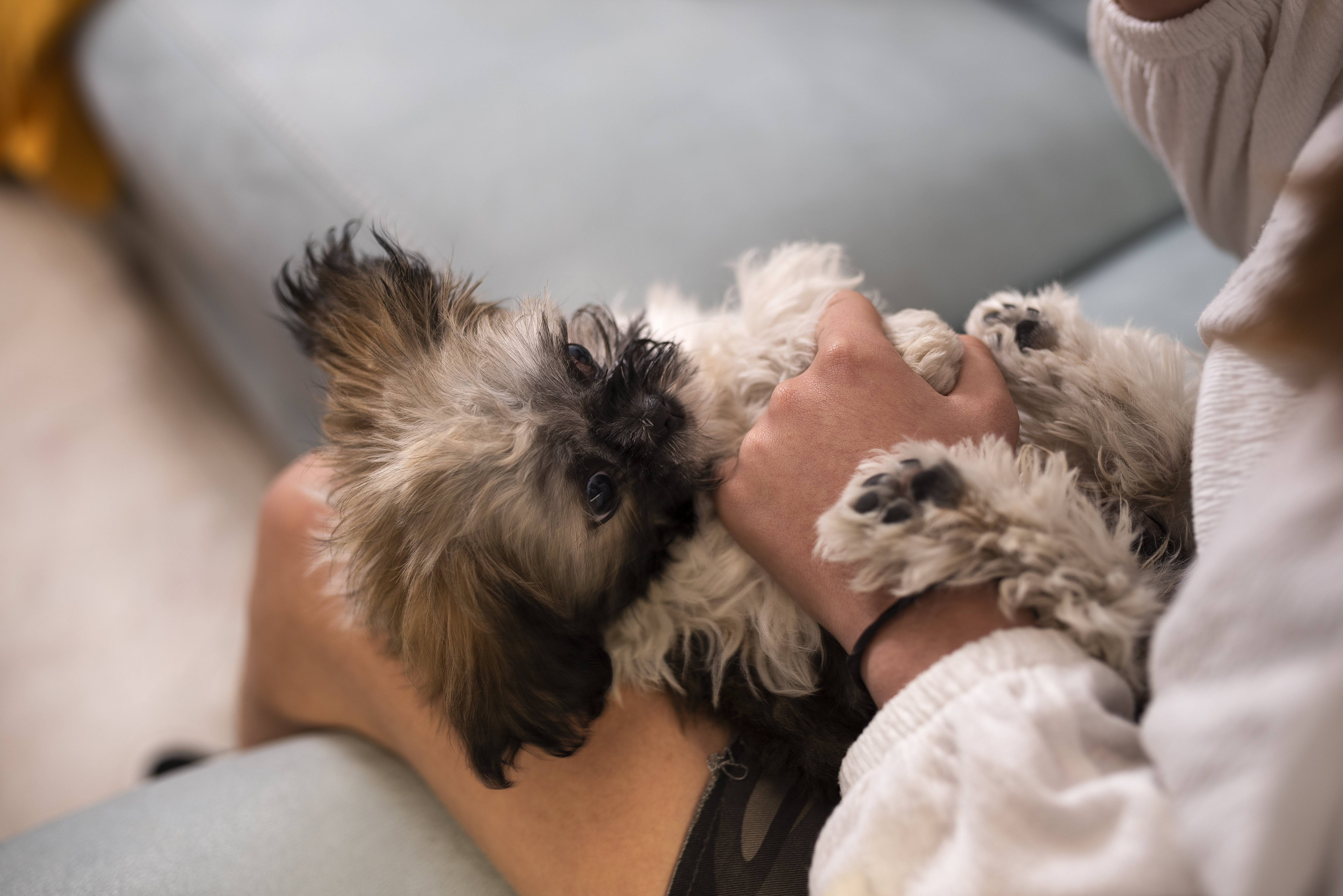 Die 10 besten Schoßhund-Rassen für Kuschelfreunde und Familien