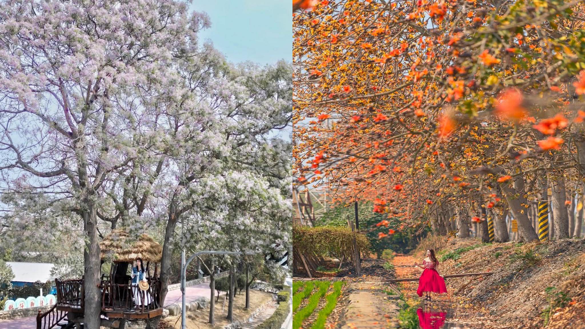 中台灣季大爆發 粉紅花旗木、淡紫苦楝...
