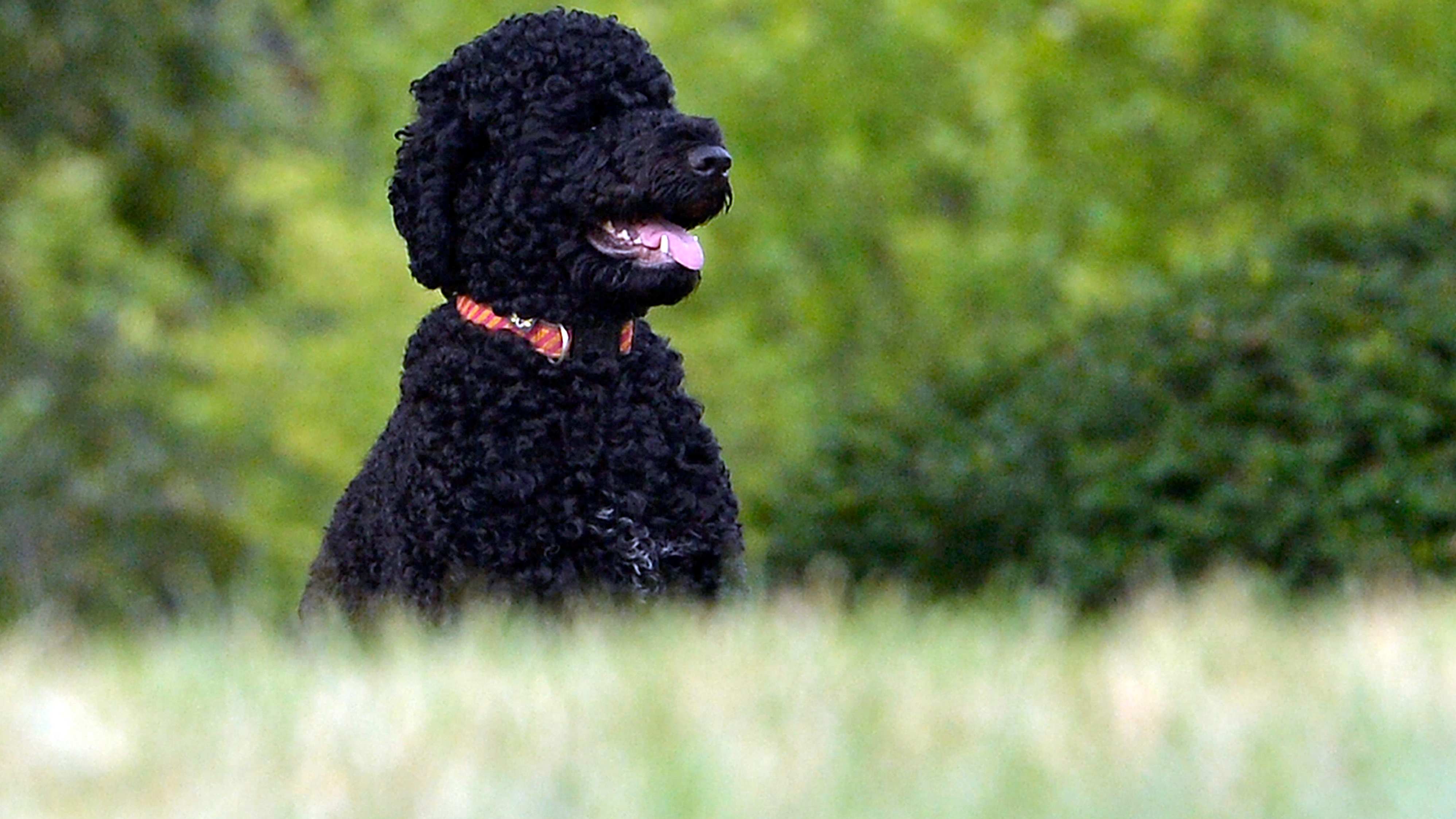 Breaking: Former President Barack Obama Mourns Passing of Sunny, Iconic White House Dog