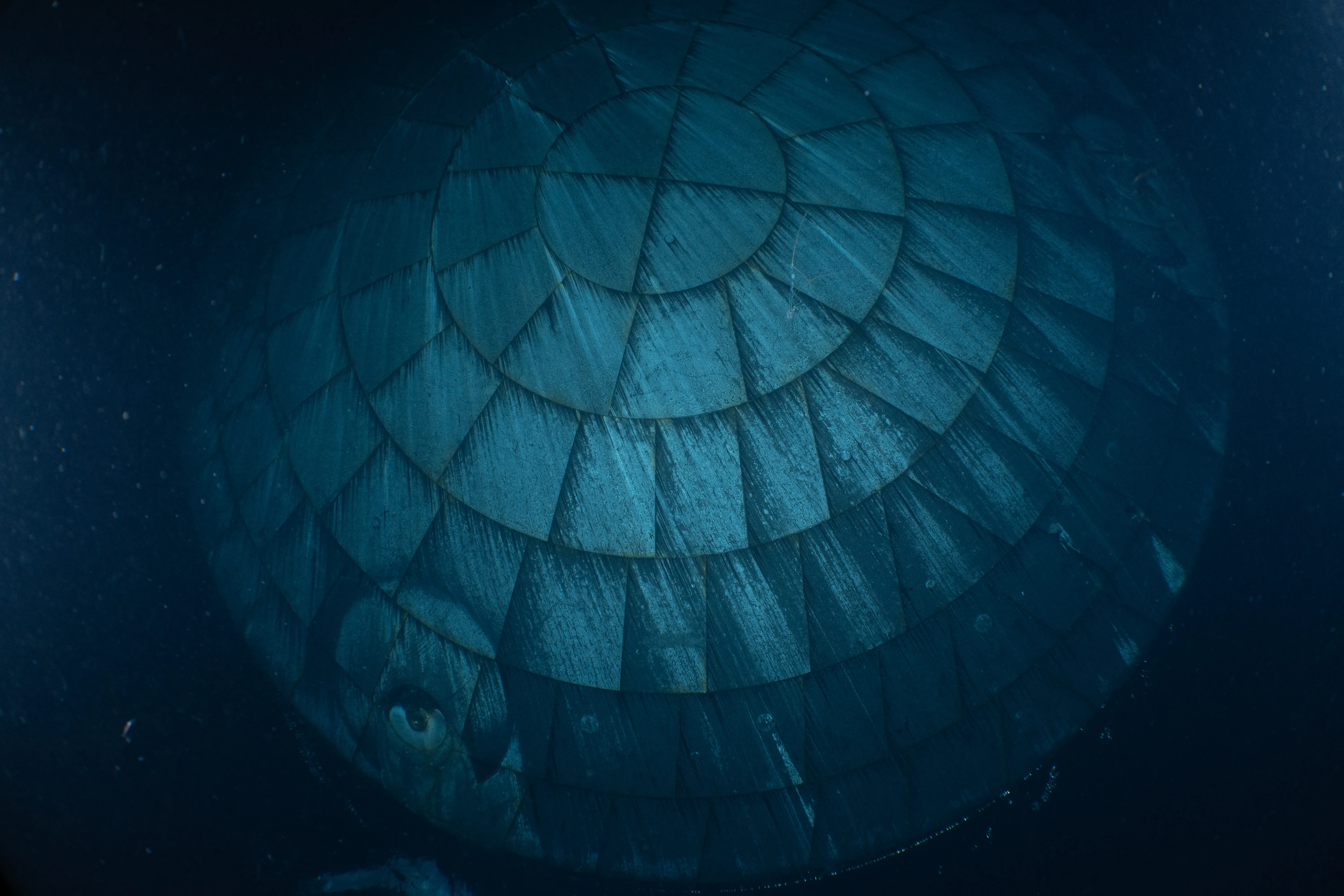 The heat shield from the Orion spacecraft as photographed underwater by divers after its splashdown